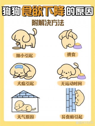 为什么狗狗不吃东西？为什么狗狗不吃东西吃不吃红米（最新）