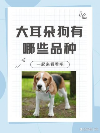 大耳朵狗狗品种，大耳朵狗狗品种介绍？
