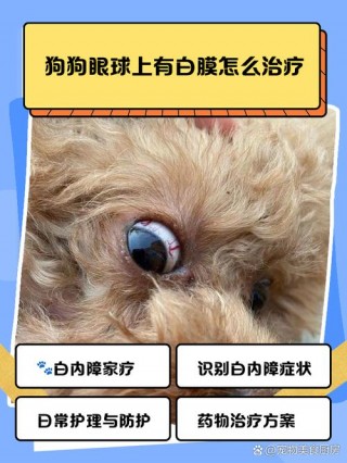 狗狗白内障怎么治？狗狗白内障怎么治会好（最新）