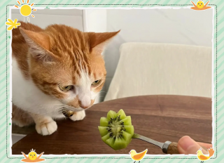 猫咪可以吃猕猴桃吗，猫咪可以吃猕猴桃吗?？