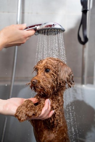 狗狗不洗澡会怎么样？狗狗不洗澡怎么办（最新）