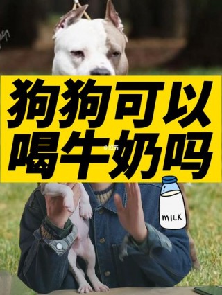 狗狗可以吃牛奶吗，狗狗可不可以吃牛奶？