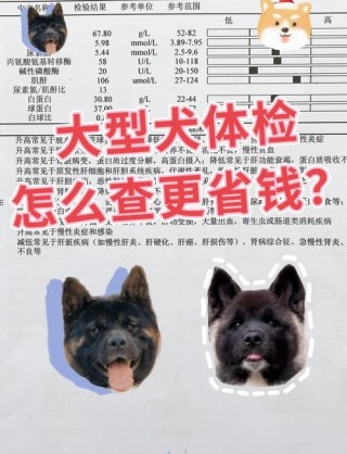 狗狗检查细小多少钱，狗狗检测细小多少钱？