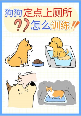 狗狗如何训练大小便，狗狗训练大小便多少钱？