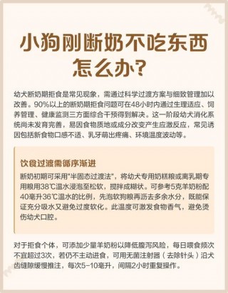 断奶的小狗狗怎么喂养？断奶幼犬喂养方法如下（最新）
