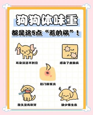 狗狗身上臭怎么办，狗狗身上臭臭的怎么办？
