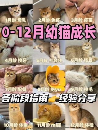猫咪多久能长大，猫咪多久长大多久能生宝宝？