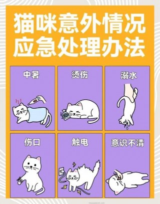 猫咪观水症多久会死？猫咪观水症一定会死么（最新）