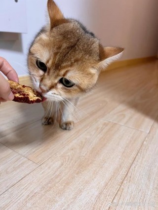猫咪能吃红枣吗，（猫咪可不可以吃红枣）