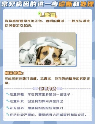 狗狗不吃药怎么办，小狗生病了怎么办可以吃点什么药？