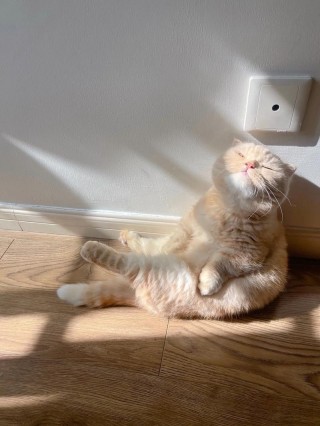 猫咪不喜欢晒太阳？猫咪不喜欢晒太阳的原因（最新）
