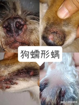 狗狗寄生虫感染症状，狗狗寄生虫感染症状是什么？