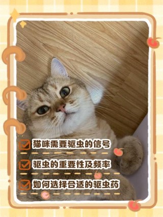 猫咪需要驱虫的表现，（猫咪需要做驱虫的表现）