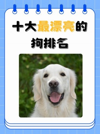 狗狗品种大全及名字？狗狗品种大全及图片搞笑（最新）