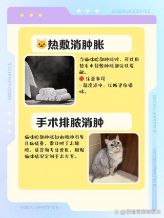 猫咪脸肿了怎么办，猫猫脸肿了？