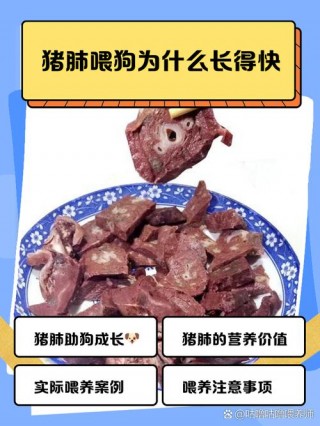 猫咪可以吃猪肺吗，小猫咪能吃猪肺吗？