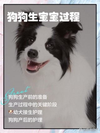 狗狗刚生完小狗怎么办，狗狗刚生完小狗怎么办啊？
