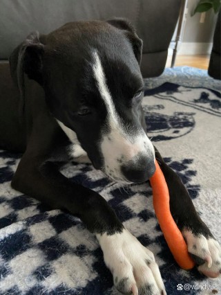 狗狗可以吃生胡萝卜吗，狗狗可以吃生胡萝卜吗有毒吗？