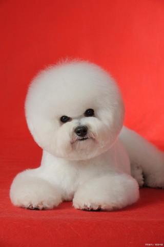 狗狗红色泪痕怎么洗掉？狗狗红色泪痕怎么办（最新）