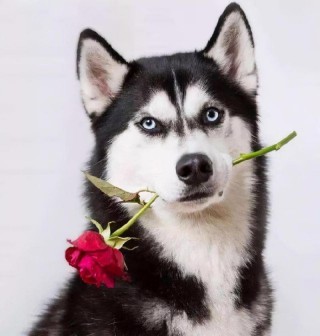 好看的狗狗品种，（72种名犬图片及名犬）