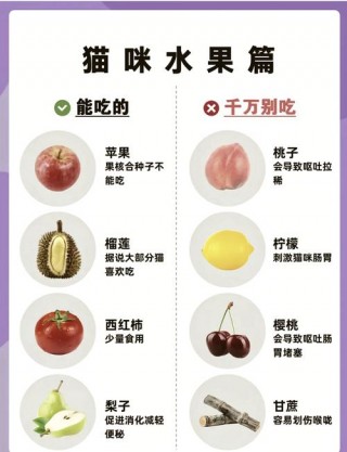 猫咪可以吃火龙果吗？猫咪吃火龙果吗会死吗（最新）