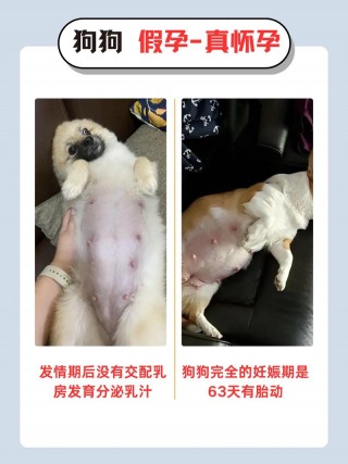 狗狗怀孕多少天肚子变大，狗狗怀孕多长时间肚子开始变大？