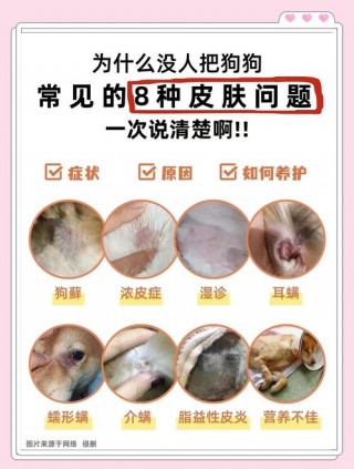 狗狗身上皮屑多怎么办，（狗狗身上皮屑多的原因）