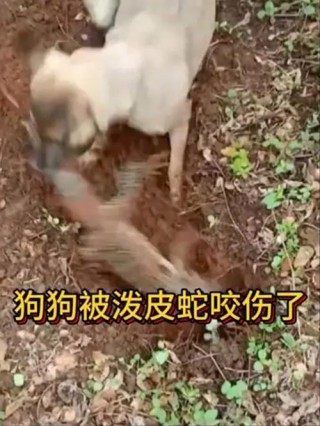 狗狗被蛇咬了用什么药，狗狗被蛇咬了怎么办用什么药？