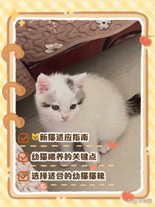 两个月的猫咪怎么喂养？小猫一个月了怎么喂养（最新）