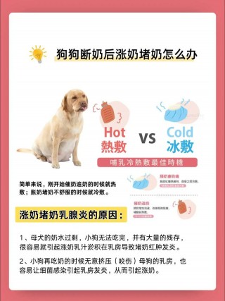 狗狗断奶后涨奶怎么办？狗狗断奶涨奶有硬块怎么办（最新）