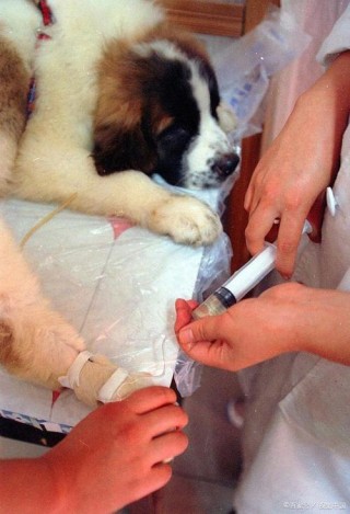 小狗狗什么时候打疫苗？小狗狗什么时候打疫苗比较好（最新）