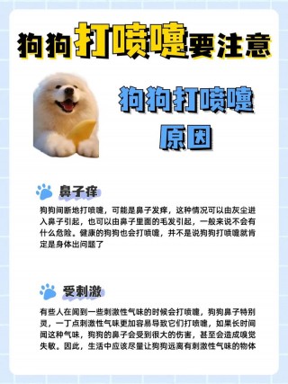 狗狗鼻子不通气小妙招，狗狗鼻子不通气小妙招有哪些？