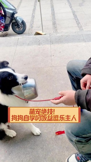 怎么训练狗狗叼东西，（怎么训练狗狗叼东西视频）