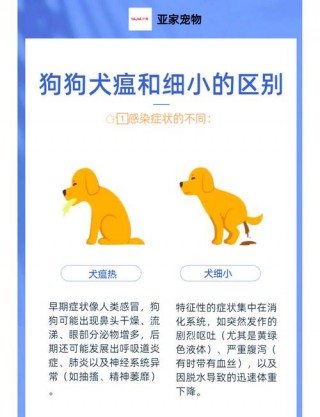 狗狗的细小会传染人吗，（狗狗细小能传染吗）