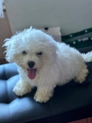 比熊狗狗怕冷吗，（比熊怕冷吗,能承受的低温）