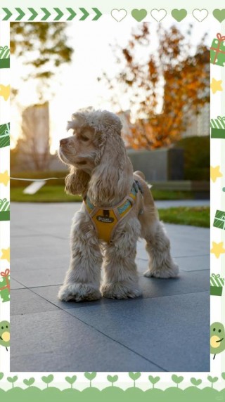 狗狗怀孕期间吃什么好，（狗狗怀孕期间吃什么好消化）