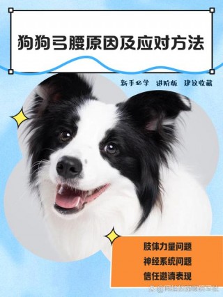 狗狗掉腰子土方法治疗，狗掉腰子几天恢复好？