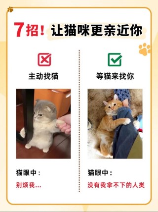 如何和猫咪快速亲近，（怎样和猫咪快速亲近）