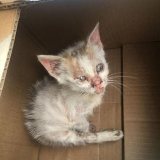 猫咪剪毛多少钱，猫咪剃毛多钱？