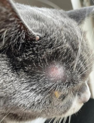 猫咪打疫苗过敏，（猫咪打疫苗过敏症状）