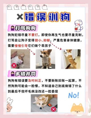 怎么让狗狗听话？怎么让狗狗听话?（最新）