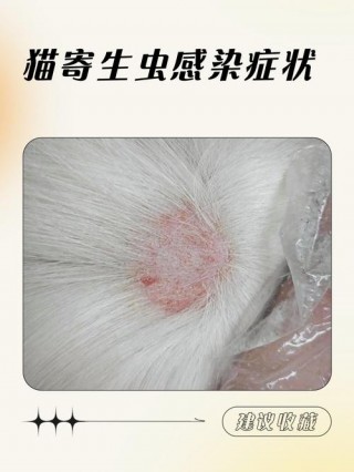 猫咪寄生虫的症状，猫寄生虫的危害？