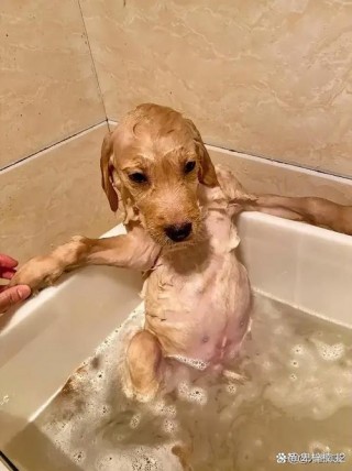 狗狗几个月大可以洗澡，（狗狗几个月可以开始洗澡）