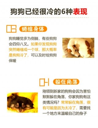 狗狗发抖是冷吗，（狗老发抖是冷吗）