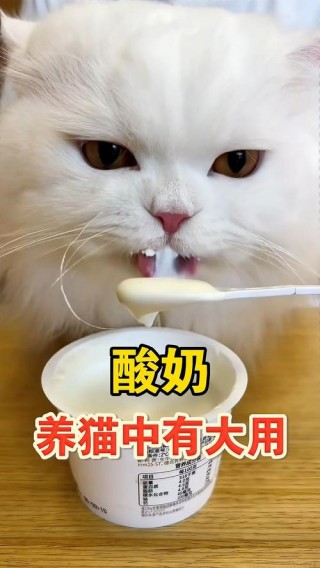 猫猫可以吃酸奶吗？猫可以吃酸奶呢（最新）
