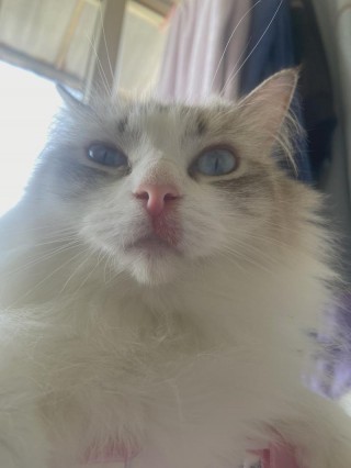 猫咪嘴唇红肿用啥药比较好，猫咪上嘴唇一侧肿了发红？