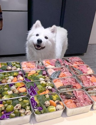 狗狗多大可以吃饭？狗狗多大可以吃饭和菜（最新）