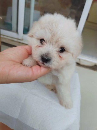 满月狗狗如何喂养？幼犬30天断奶后吃什么（最新）