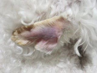 狗狗耳血肿能自愈吗？狗狗耳血肿自家疗法（最新）