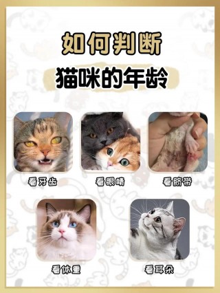 怎么看猫咪的年龄，怎么看猫咪的年龄几岁？